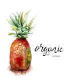 Watercolor illustration of pineapple Royalty Free Stock Photos Watercolor illustration of pineapple Royalty Free Stock Photos