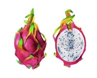 Watercolor illustration of pitahaya stock illustration Watercolor illustration of pitahaya stock illustration