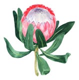 Watercolor illustration protea flower isolated on white background. Plants illustration royalty free stock photos Watercolor illustration protea flower isolated on white background. Plants illustration royalty free stock photos