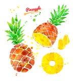 Watercolor illustration set of pineapple Stock Photos Watercolor illustration set of pineapple Stock Photos
