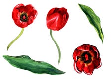 Watercolor illustration set of a red tulip with leaves separate objects isolated on white background stock illustration Watercolor illustration set of a red tulip with leaves separate objects isolated on white background stock illustration