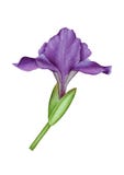 Watercolor illustration with violet iris royalty free illustration Watercolor illustration with violet iris royalty free illustration