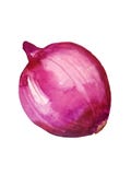 Watercolor isolated red onion vector illustration Watercolor isolated red onion vector illustration