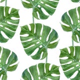 Watercolor monstera leaf seamless pattern
