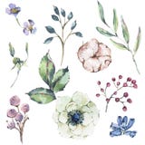Watercolor natural set of anemone, wildflowers, cotton vector illustration Watercolor natural set of anemone, wildflowers, cotton vector illustration