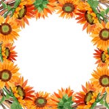 Watercolor orange sunflower flower. Floral botanical flower. Frame border ornament square. stock images Watercolor orange sunflower flower. Floral botanical flower. Frame border ornament square. stock images