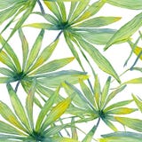Watercolor palm leaf seamless pattern stock illustration Watercolor palm leaf seamless pattern stock illustration