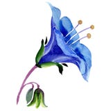 Watercolor Phacelia Bellflower Flower. Floral Botanical Flower. Isolated Illustration Element. Stock Photography