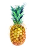 Watercolor Pineapple Stock Images