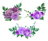 Watercolor purple roses vector stock illustration Watercolor purple roses vector stock illustration