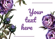 Watercolor realistic invitation card template - purple peony royalty free illustration Watercolor realistic invitation card template - purple peony royalty free illustration