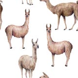 Watercolor seamless pattern with llama. Hand painted beautiful illustration with animal isolated on white background vector illustration Watercolor seamless pattern with llama. Hand painted beautiful illustration with animal isolated on white background vector illustration