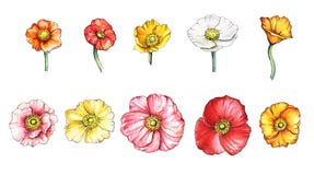 Watercolor set of poppies royalty free illustration Watercolor set of poppies royalty free illustration