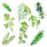 Watercolor set of spicy plants. Green condiments isolated on white background. Spicy herbs: Laurel, Basil, coriander, rosemary, vector illustration Watercolor set of spicy plants. Green condiments isolated on white background. Spicy herbs: Laurel, Basil, coriander, rosemary, vector illustration