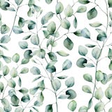 Watercolor silver dollar eucalyptus seamless pattern. Hand painted eucalyptus branch and leaves isolated on white