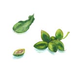 A watercolor sketch of the Manchurian nut royalty free illustration A watercolor sketch of the Manchurian nut royalty free illustration