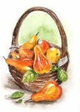 Watercolor still life with a basket of pears royalty free illustration Watercolor still life with a basket of pears royalty free illustration