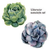 Watercolor succulent set. Hand painted floral illustration with green and violet cactus isolated on white background royalty free illustration Watercolor succulent set. Hand painted floral illustration with green and violet cactus isolated on white background royalty free illustration