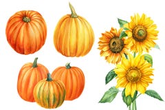 Watercolor sunflowers and pumpkins isolated on white background, botanical illustrations, autumn compositions