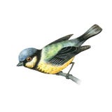 Watercolor tit bird vector illustration Watercolor tit bird vector illustration