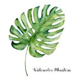 Watercolor tropical leaf of monstera. Hand painted evergreen tropic plant isolated on white background. Botanical