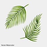 Watercolor tropical palm leaves. vector illustration Watercolor tropical palm leaves. vector illustration
