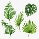 Watercolor tropical palm leaves. Vector