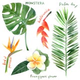 Watercolor tropical plants