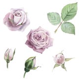 Watercolor vector roses flowers, buds and leaf set