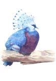Watercolor western crowned pigeon sitting on the branch stock illustration Watercolor western crowned pigeon sitting on the branch stock illustration
