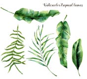 Watercolor που τίθεται με τα τροπικά φύλλα Χρωματισμένος χέρι κλάδος, φτέρη και φύλλο παλαμών του magnolia Εγκαταστάσεις που απομ απεικόνιση αποθεμάτων Watercolor που τίθεται με τα τροπικά φύλλα Χρωματισμένος χέρι κλάδος, φτέρη και φύλλο παλαμών του magnolia Εγκαταστάσεις που απομ απεικόνιση αποθεμάτων
