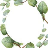 Watercolour eukaliptusa zielona karta na białym tle royalty ilustracja Watercolour eukaliptusa zielona karta na białym tle royalty ilustracja