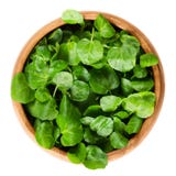 Watercress In Wooden Bowl Over White Stock Photography Watercress In Wooden Bowl Over White Stock Photography