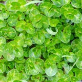 Watercress (Nasturtium officinale) new growth in stream royalty free stock photos Watercress (Nasturtium officinale) new growth in stream royalty free stock photos