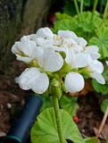 Watered white flower Stock Photography Watered white flower Stock Photography