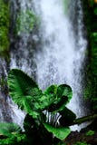 Waterfall and flowers royalty free stock images Waterfall and flowers royalty free stock images