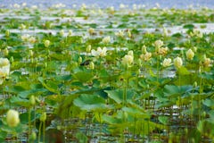 Waterlilies lizenzfreie stockbilder Waterlilies lizenzfreie stockbilder