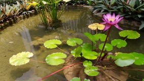 Waterlily na lagoa Waterlily na lagoa