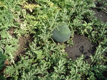 Watermelon ordinary lat. Citrúllus lanátus is an annual herb, a species of the genus Watermelon Citrullus of the Pumpkin famil royalty free stock image Watermelon ordinary lat. Citrúllus lanátus is an annual herb, a species of the genus Watermelon Citrullus of the Pumpkin famil royalty free stock image