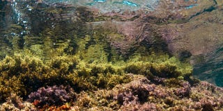 Waterspiegel van zeewier rotsachtige bodem die wordt gezien Onderwater mening Costa Brava cataloni? royalty-vrije stock foto's Waterspiegel van zeewier rotsachtige bodem die wordt gezien Onderwater mening Costa Brava cataloni? royalty-vrije stock foto's