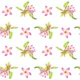 Waterverf bloemen tropisch naadloos patroon met groene monsterabladeren en roze plumeriabloemen op wit royalty-vrije illustratie Waterverf bloemen tropisch naadloos patroon met groene monsterabladeren en roze plumeriabloemen op wit royalty-vrije illustratie