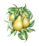 Waterverfperen op de tak stock illustratie Waterverfperen op de tak stock illustratie
