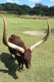 Watusi na escala vai chifres longos fotos de stock Watusi na escala vai chifres longos fotos de stock