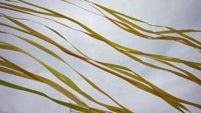 Waves Of Many Silk Festive Maypole Ribbons On Wind Stock Photo