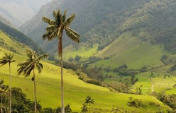 Wax palm trees of Cocora Valley, colombia