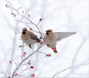Waxwings della Boemia che posano su una pianta molto innevata nell'inverno fotografia stock Waxwings della Boemia che posano su una pianta molto innevata nell'inverno fotografia stock