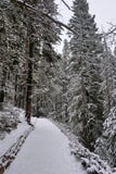 Way to the forest - Yoho National Park stock photos Way to the forest - Yoho National Park stock photos