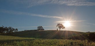 Wczesnego poranku słońca jaśnienie obok Dolinnego Dębowego drzewa na wzgórzu w Paso Robles wina kraju w Środkowej dolinie Kalifor obrazy stock Wczesnego poranku słońca jaśnienie obok Dolinnego Dębowego drzewa na wzgórzu w Paso Robles wina kraju w Środkowej dolinie Kalifor obrazy stock