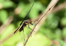 Wdowi Cedzakowy Dragonfly zdjęcie royalty free Wdowi Cedzakowy Dragonfly zdjęcie royalty free