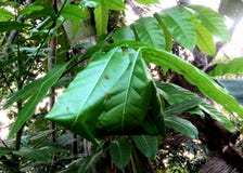 Weaver ants grean leaf hall. royalty free stock photography Weaver ants grean leaf hall. royalty free stock photography
